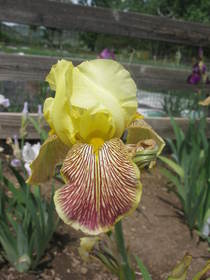 Chatfield Farms Historic Iris Collection